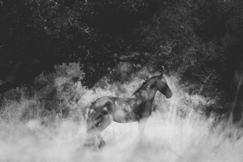 Pferdefotografie von Jenny Marx – Bild 51