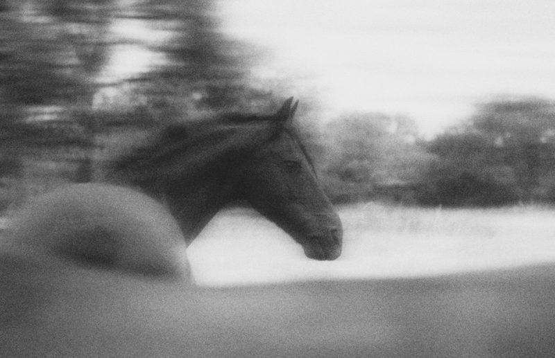 Pferdefotografie von Jenny Marx – Bild 54